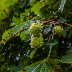 Horse chestnut.(Aesculus hippocastanum) spiky fruits in August