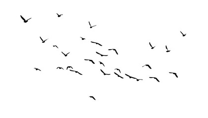 A flock of flying birds. Free birds. Vector illustration