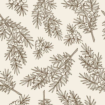 Sketch juniper branch seamless pattern