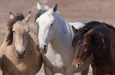 Fototapeta na wymiar Wild Horses in Spring in the Utah Desert