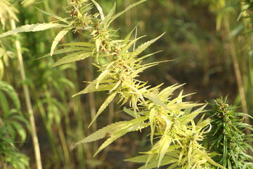 Plantation of technical hemp	
