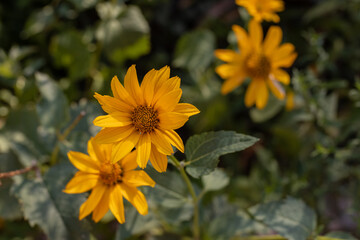 Flowers Doronicum. Summer mood in the garden in the evening