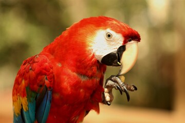 red and yellow macaw from Amazon rainforest