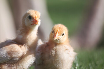 A pair of new golden downy baby chicks explore the fresh green grass under the spring sunshine