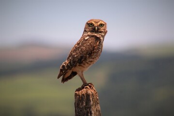 eagle owl on a branch