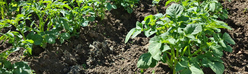 Green plants with potato leaves growing in a potato field