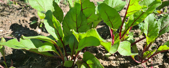 Fresh leaves of table beet in garden with red succulent stems