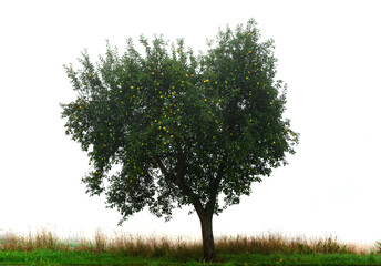 Fototapeta na wymiar Tree on meadow isolated on white background