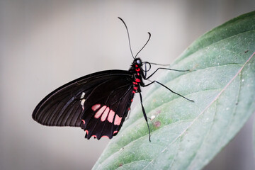 Schmetterling schwarz rot