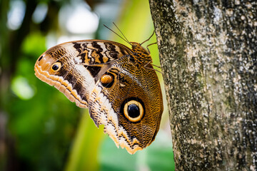 Schmetterling Caligo