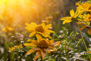 Flowers Doronicum in the sun. Summer mood in the garden in the evening. The rays of the sun in the garden