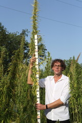 Scientist breeder taking height measurement of cannabis sativa in field	
