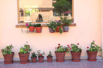 pot plants with geranium flowers outdoor house and window decoration closeup photo