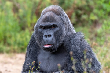 Obraz premium Portrait of a Gorilla