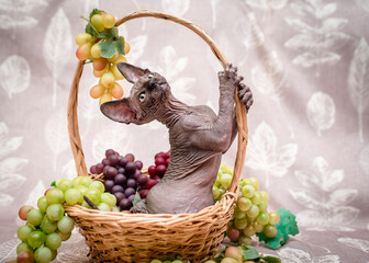 Cute little kitten posing in a basket of grapes. The breed of the cat is the sphinx