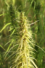 Plantation of technical hemp	
