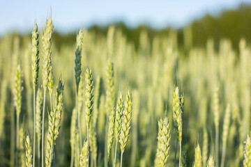 Obraz premium Fresh ears of young green wheat on nature in summer field.