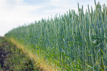 Fresh ears of young green wheat on nature in summer field.