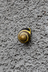 Garden snail Helix on a vertical wall