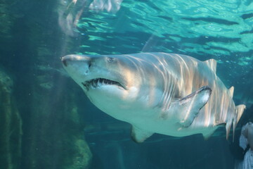 Shark in aquarium 