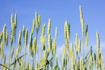 Obraz premium The wind shakes fresh ears of young green wheat on nature in sunny summer field.