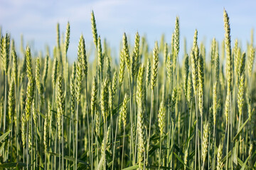 The wind shakes fresh ears of young green wheat on nature in sunny summer field.