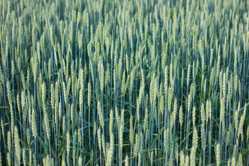 Fresh ears of young green wheat on nature in summer field.