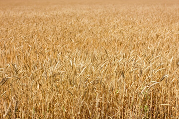 Close up of wheat ears on wind at sunny summer day.