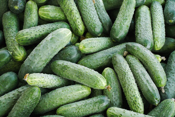 Cucumber background, harvest. Lots of fresh organic cucumbers from the field.