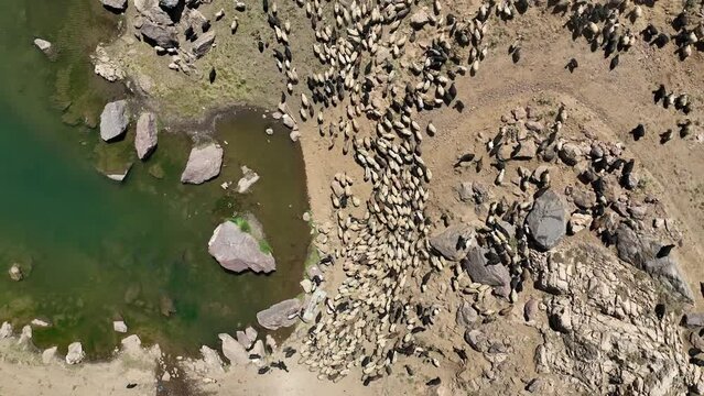 Herd of Sheep and Glacer Lakes in the  Cilo Mountains Drone Video, Yuksekova Hakkari, Turkey