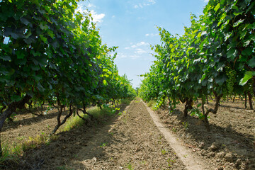 Fototapeta na wymiar vineyard in the summer