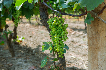 grapes in vineyard - 525923503