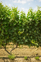 grape vines in the vineyard - 525923532