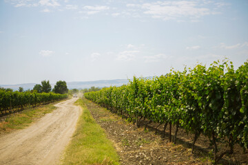 vineyard in the summer - 525923546