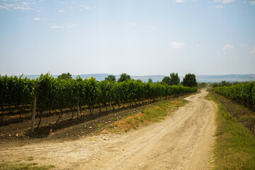 vineyard in the summer - 525923550