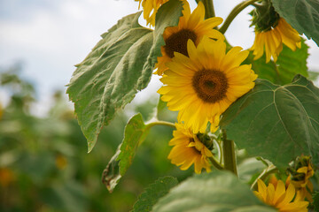 sunflower in the garden - 525923586