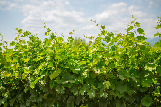 vineyard in the summer