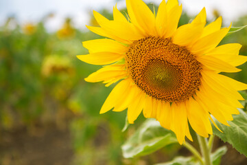 sunflower in the field - 525923731