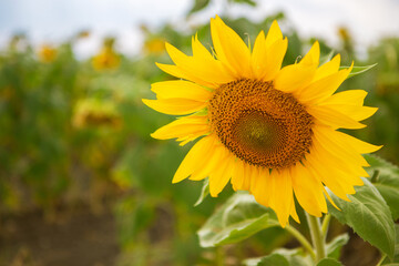 sunflower in the field - 525923743