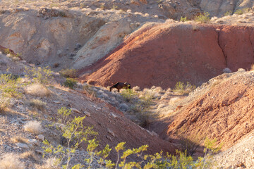 Wild copper lone Equus ferus caballus horse wanders the low desert canyon scrub brush around sunset...