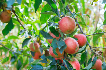 apples on a tree - 525924309