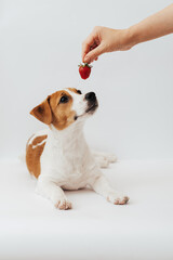 Jack Russell Terrier puppy, six months old, looking  at the hand with strawberry in front of white background 