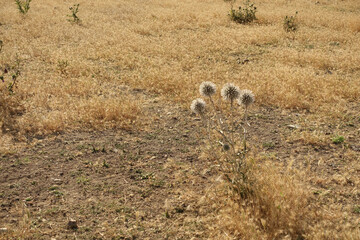 mordovnik plant, mace thistle, thorn ball plant, medicinal mordovnik plant,