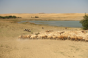 Fototapeta na wymiar a flock of sheep in turkey in summer, sheep and goats in the field, a flock of sheep going to drink water,