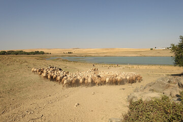 a flock of sheep in turkey in summer, sheep and goats in the field, a flock of sheep going to drink water,