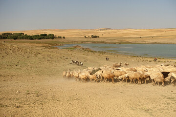 Fototapeta na wymiar the flock of sheep, overwhelmed by the heat, came close to each other, flock of sheep taken to drink water,