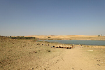 a flock of sheep in turkey in summer, sheep and goats in the field, a flock of sheep intertwined due to the air temperature,