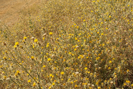 golden thorn,yellow thorn plant,Scolymus Maculatus L. Compositae close-up,