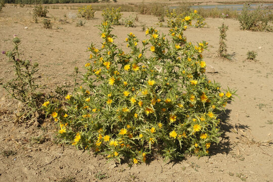 golden thorn,yellow thorn plant,Scolymus Maculatus L. Compositae close-up,