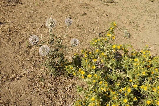 golden thorn,yellow thorn plant,Scolymus Maculatus L. Compositae close-up,
